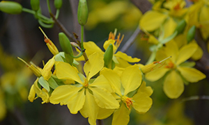 Chùa Phật Tổ Queensland